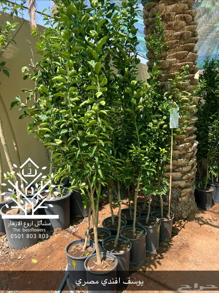 مشتل شتلات زينة وشتلات مثمرة شتلات ضل شتلات حمضيات 40