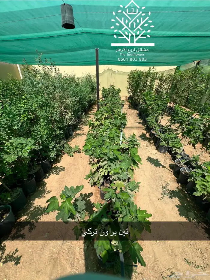 مشتل شتلات زينة وشتلات مثمرة شتلات ضل شتلات حمضيات 5