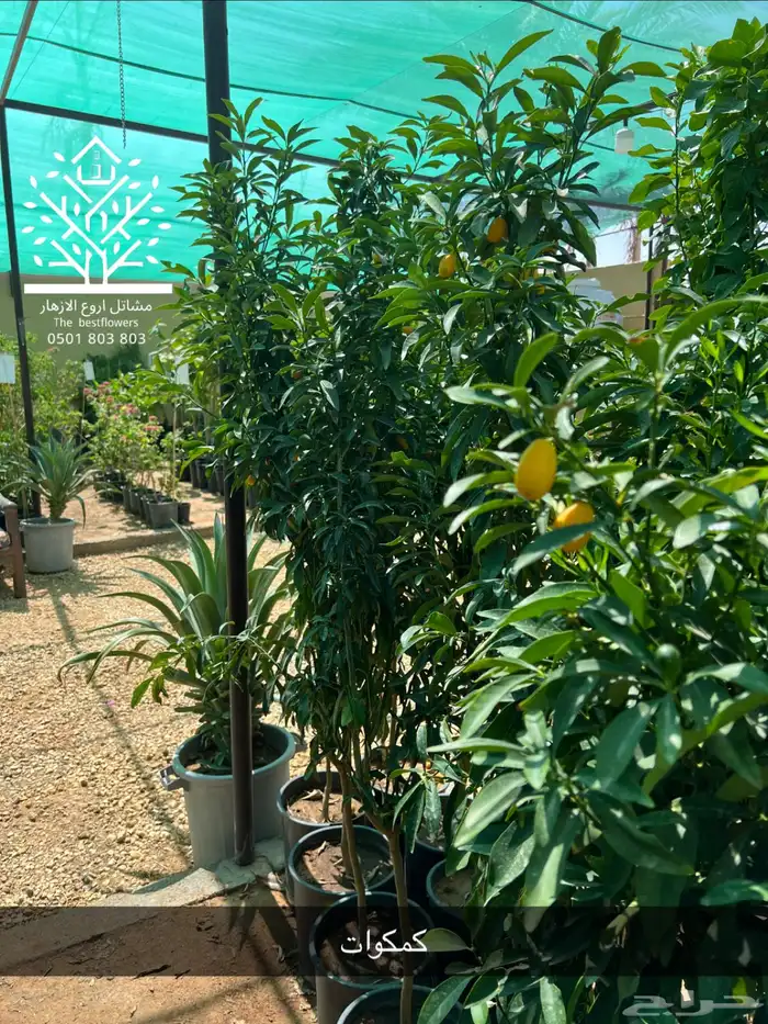 مشتل شتلات زينة وشتلات مثمرة شتلات ضل شتلات حمضيات 47