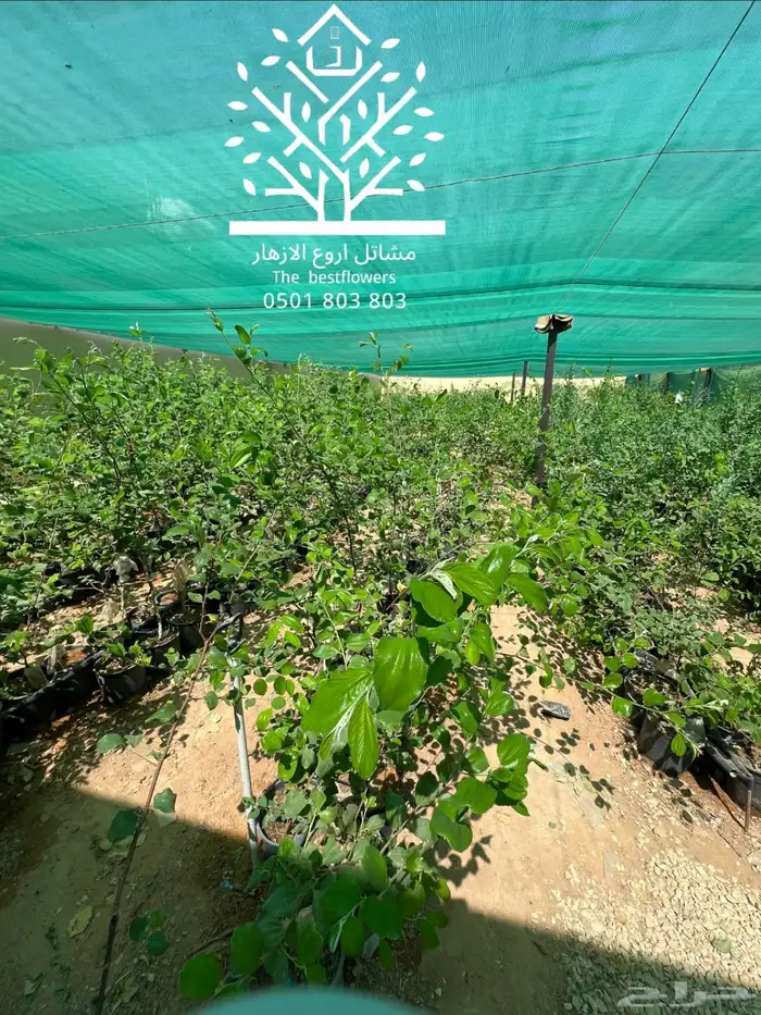 مشتل شتلات زينة وشتلات مثمرة شتلات ضل شتلات حمضيات 9