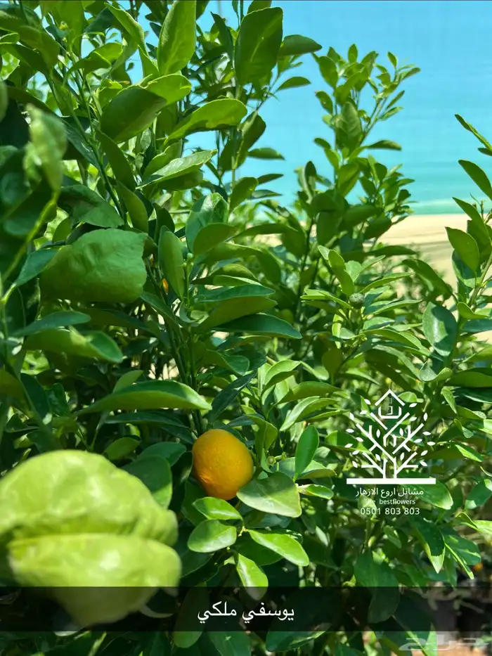 مشتل شتلات زينة وشتلات مثمرة شتلات ضل شتلات حمضيات 49