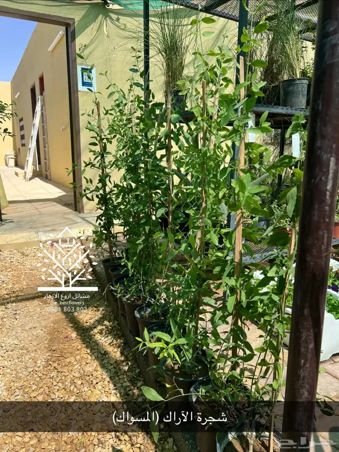 مشتل شتلات زينة وشتلات مثمرة شتلات ضل شتلات حمضيات 54
