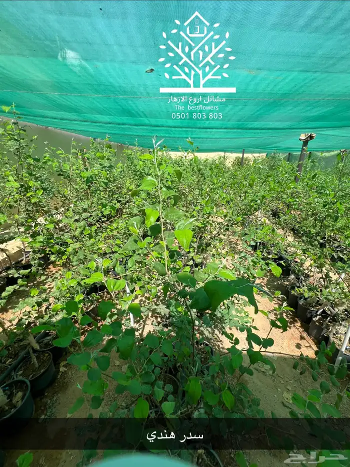 مشتل شتلات زينة وشتلات مثمرة شتلات ضل شتلات حمضيات 8