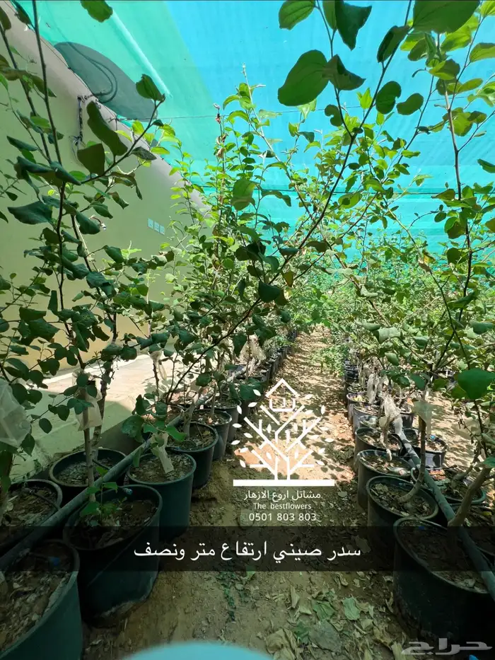 مشتل شتلات زينة وشتلات مثمرة شتلات ضل شتلات حمضيات 7