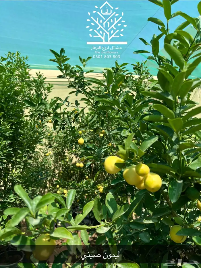 مشتل شتلات زينة وشتلات مثمرة شتلات ضل شتلات حمضيات 53