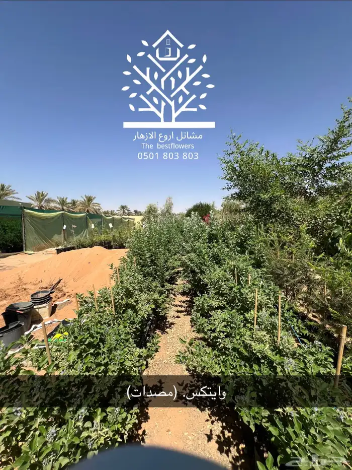 مشتل شتلات زينة وشتلات مثمرة شتلات ضل شتلات حمضيات 23