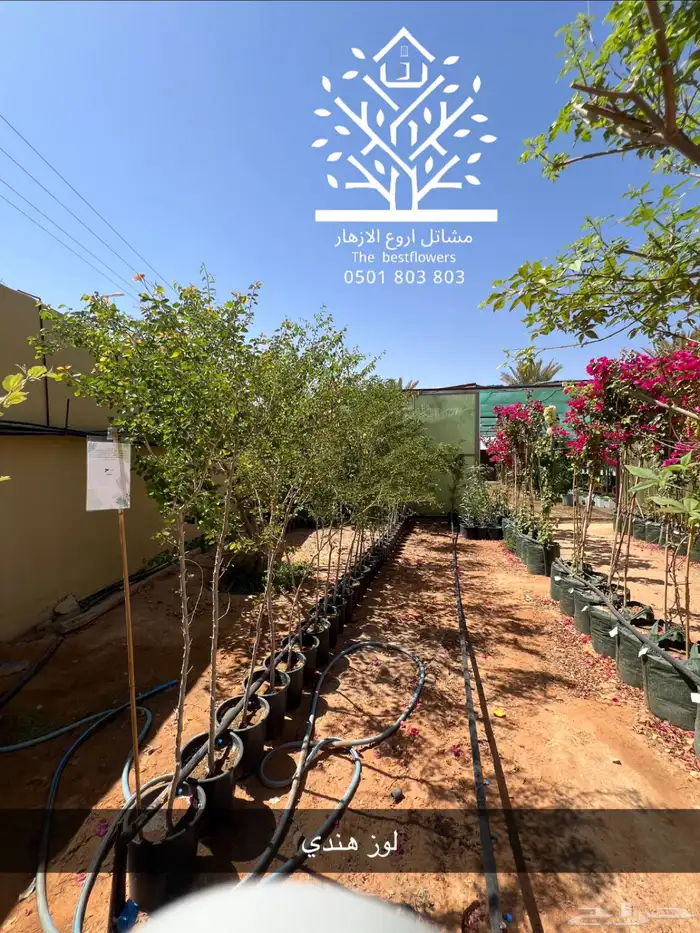 مشتل شتلات زينة وشتلات مثمرة شتلات ضل شتلات حمضيات 24