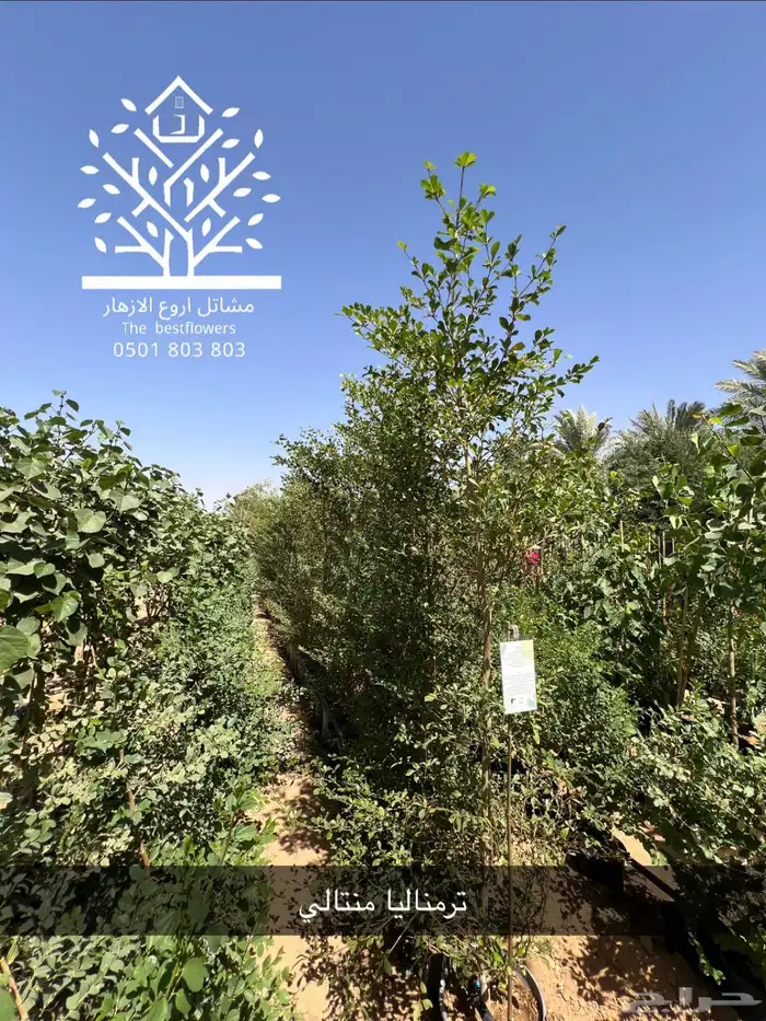 مشتل شتلات زينة وشتلات مثمرة شتلات ضل شتلات حمضيات 21