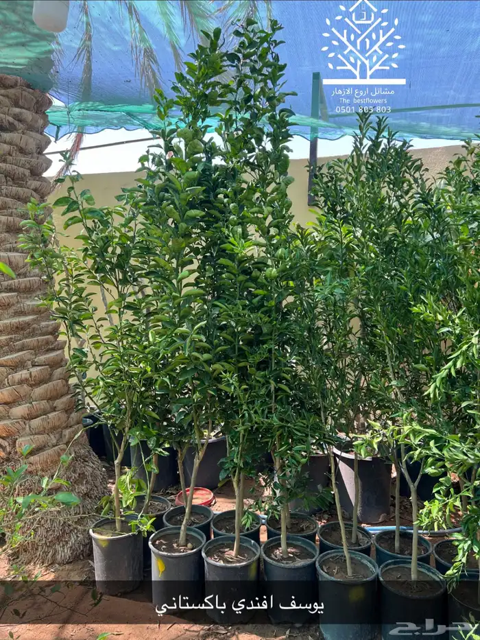 مشتل شتلات زينة وشتلات مثمرة شتلات ضل شتلات حمضيات 42