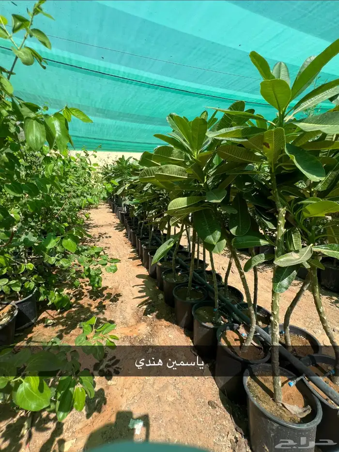 مشتل شتلات زينة وشتلات مثمرة شتلات ضل شتلات حمضيات 2