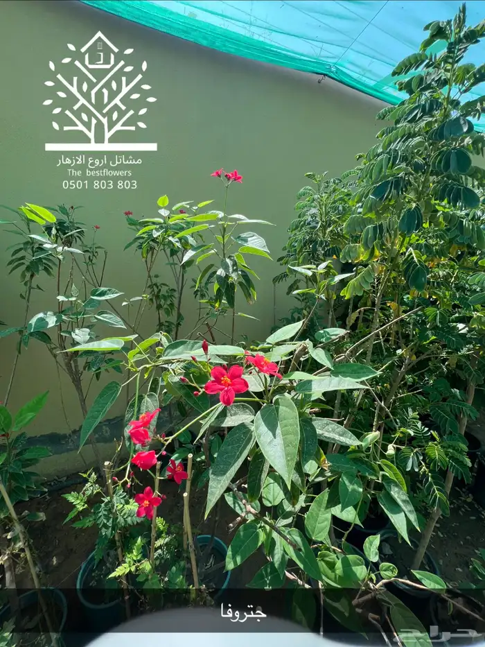 مشتل شتلات زينة وشتلات مثمرة شتلات ضل شتلات حمضيات 32