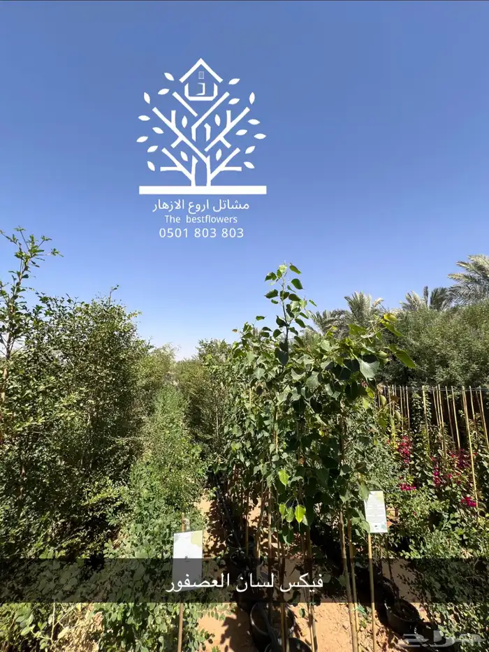 مشتل شتلات زينة وشتلات مثمرة شتلات ضل شتلات حمضيات 20