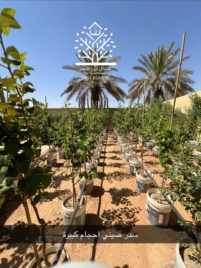 مشتل شتلات زينة وشتلات مثمرة شتلات ضل شتلات حمضيات 0
