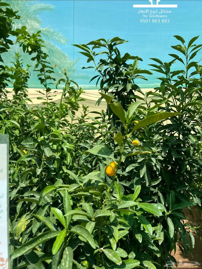 مشتل شتلات زينة وشتلات مثمرة شتلات ضل شتلات حمضيات 46