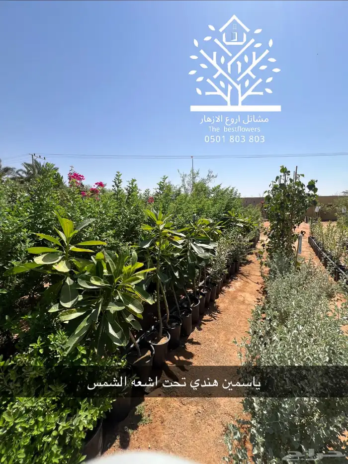 مشتل شتلات زينة وشتلات مثمرة شتلات ضل شتلات حمضيات 13