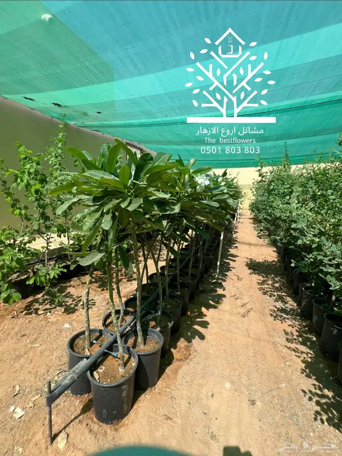 مشتل شتلات زينة وشتلات مثمرة شتلات ضل شتلات حمضيات 4