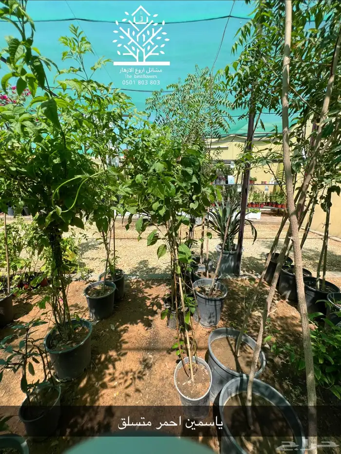 مشتل شتلات زينة وشتلات مثمرة شتلات ضل شتلات حمضيات 30