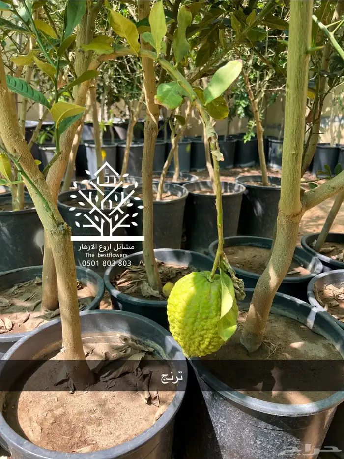 مشتل شتلات زينة وشتلات مثمرة شتلات ضل شتلات حمضيات 43