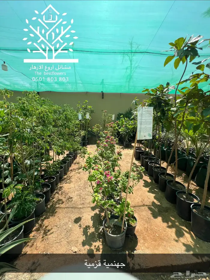 مشتل شتلات زينة وشتلات مثمرة شتلات ضل شتلات حمضيات 36