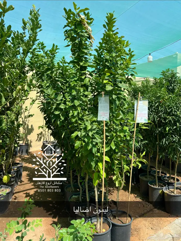 مشتل شتلات زينة وشتلات مثمرة شتلات ضل شتلات حمضيات 45