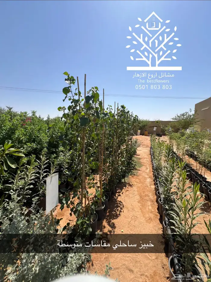 مشتل شتلات زينة وشتلات مثمرة شتلات ضل شتلات حمضيات 14