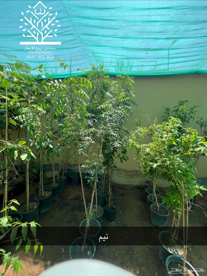 مشتل شتلات زينة وشتلات مثمرة شتلات ضل شتلات حمضيات 31
