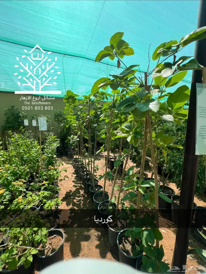 مشتل شتلات زينة وشتلات مثمرة شتلات ضل شتلات حمضيات 34