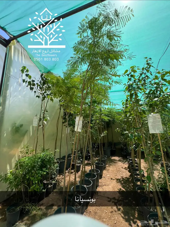 مشتل شتلات زينة وشتلات مثمرة شتلات ضل شتلات حمضيات 26