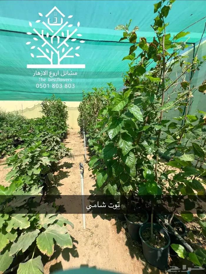 مشتل شتلات زينة وشتلات مثمرة شتلات ضل شتلات حمضيات 6