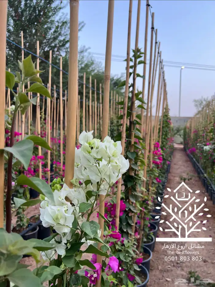 مشتل شتلات زينة وشتلات مثمرة شتلات ضل شتلات حمضيات 65