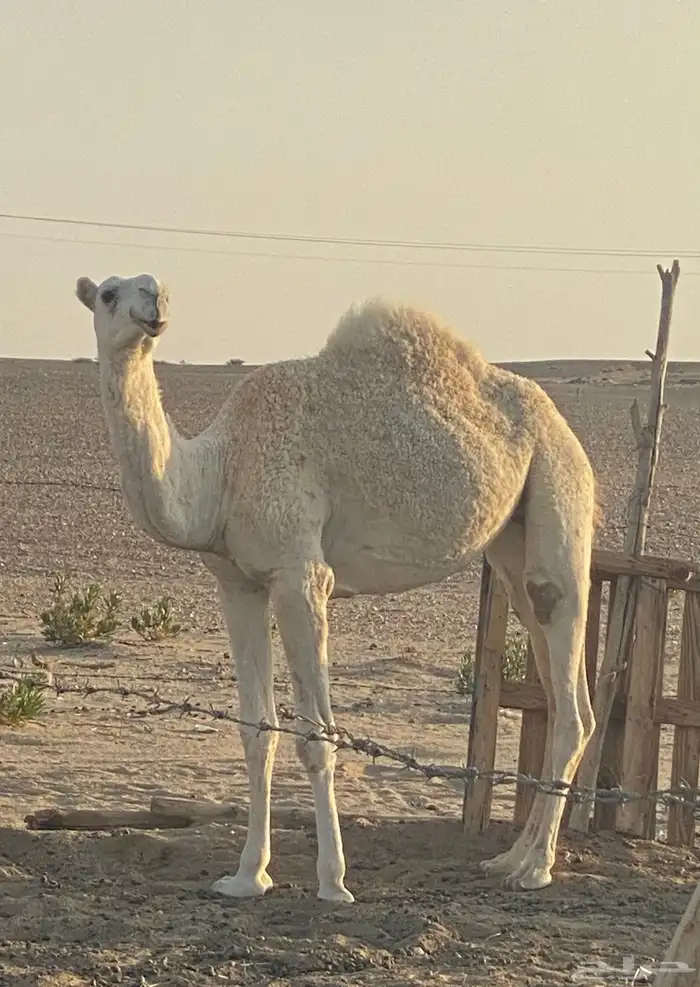 بكره لحالها عمرها اربع سنين 0