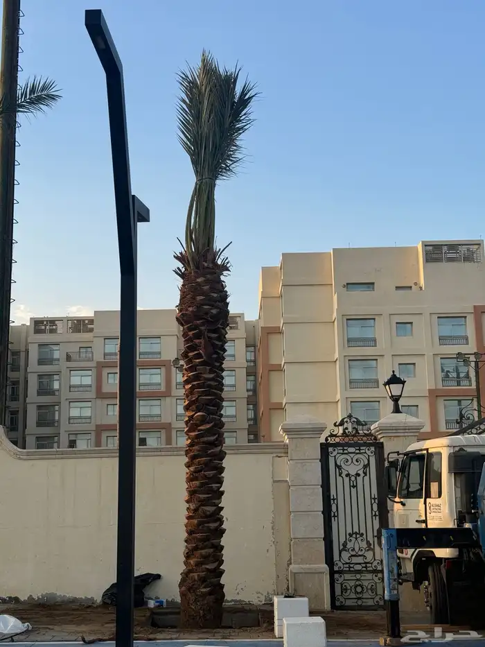 نخيل لبيع 5