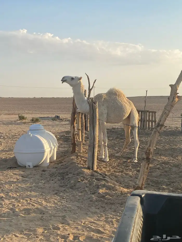 بكره لحالها عمرها اربع سنين 2