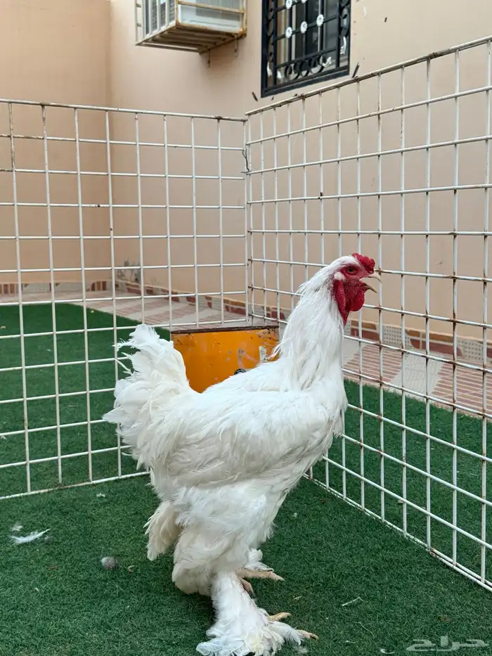ديوك براهما العدد 2 للبيع 1