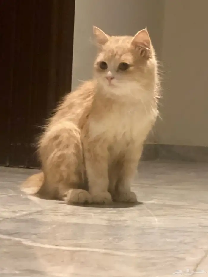 قطط جميلة للتبني 12