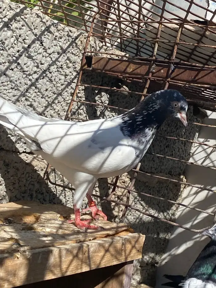 حمام بكستاني 2