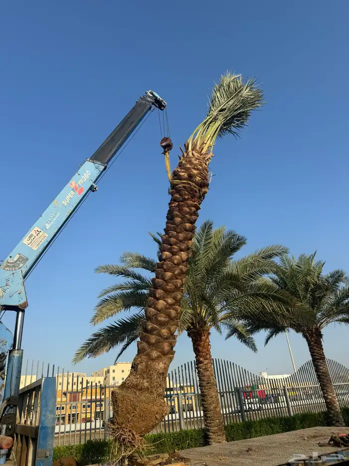 نخيل لبيع 1