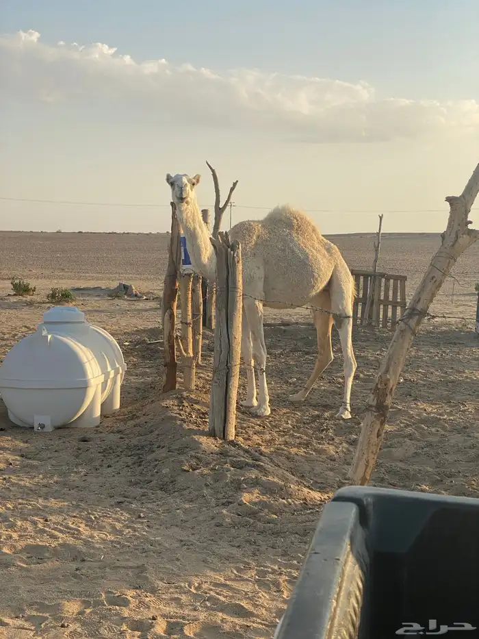 بكره لحالها عمرها اربع سنين 1