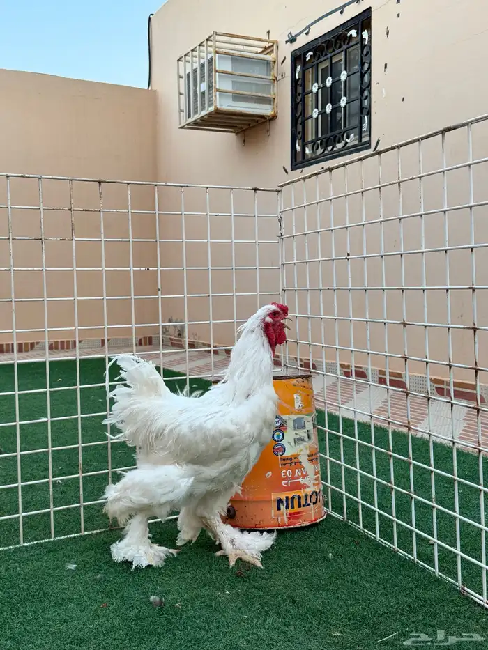 ديوك براهما العدد 2 للبيع 2