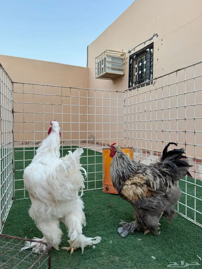 ديوك براهما العدد 2 للبيع 3
