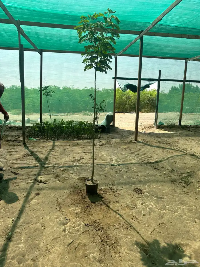 أكاسيا جلوكا باقل الاسعار 1