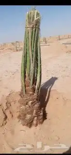 مقاول شبوك توريد وتركيب 9