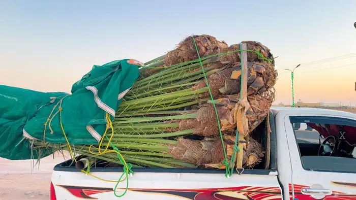 نخل مثمر للبيع في النعيرية 2