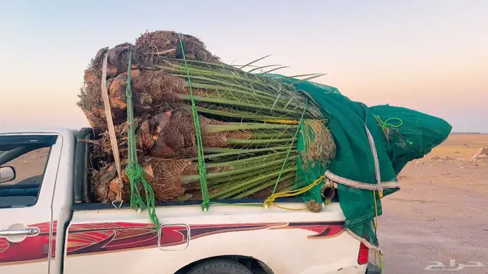 نخل مثمر للبيع في النعيرية 3