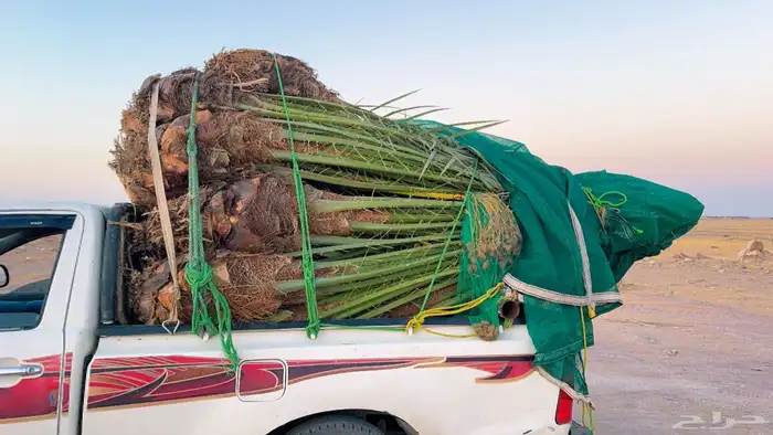 نخل مثمر للبيع في النعيرية 0