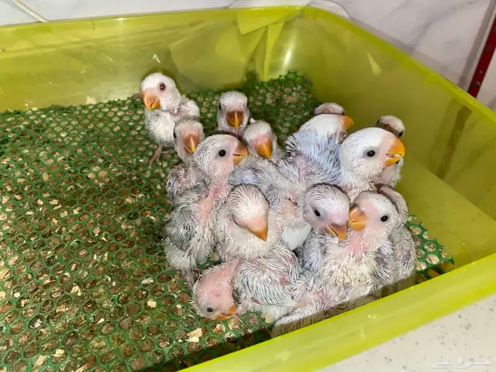 رجعنالكم من جديد بعروضنا المميزه 2
