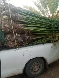يوجد الدنيا جميع انواع النخيل وجميع المقسات 3