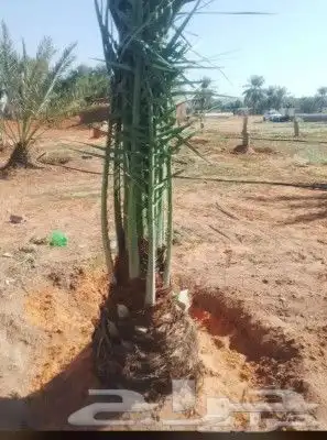 مقاول شبوك توريد وتركيب 10