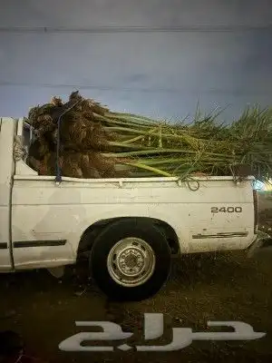 يوجد الدنيا جميع انواع النخيل وجميع المقسات 0