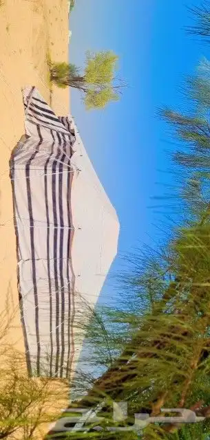 بيت شعر مروبع ابيض تركي 1